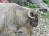 Fainting Goat Fainting Goat