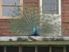 Peacock Peacock
