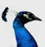 4images logo