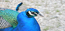 Peacock at Diamond John